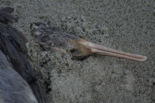 Image of Spotted Shag