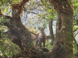 Image of goral