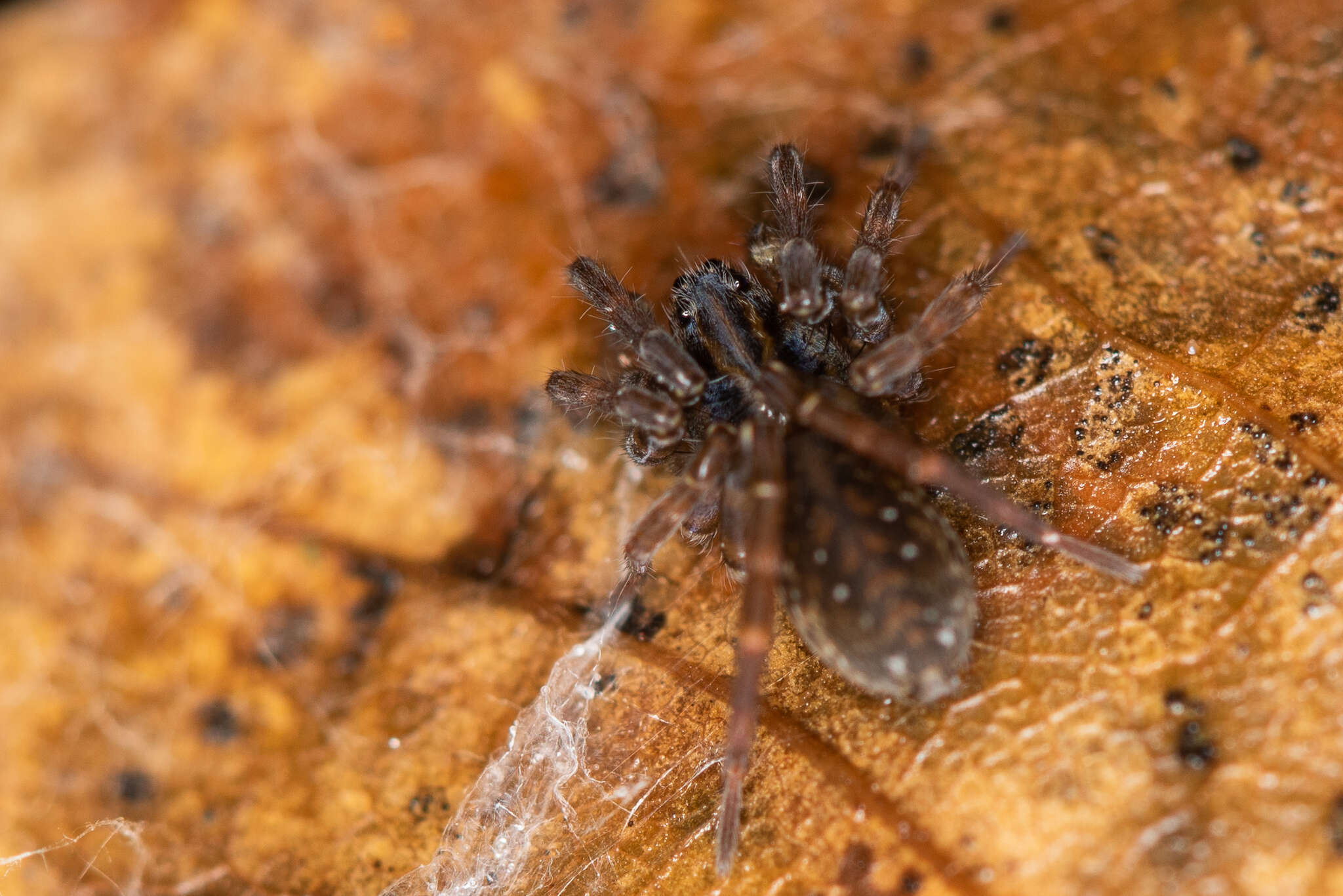 Image of Piratula hygrophila (Thorell 1872)