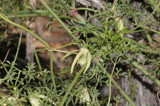 Image of Clematis leptophylla (F. Müll.) H. Eichler