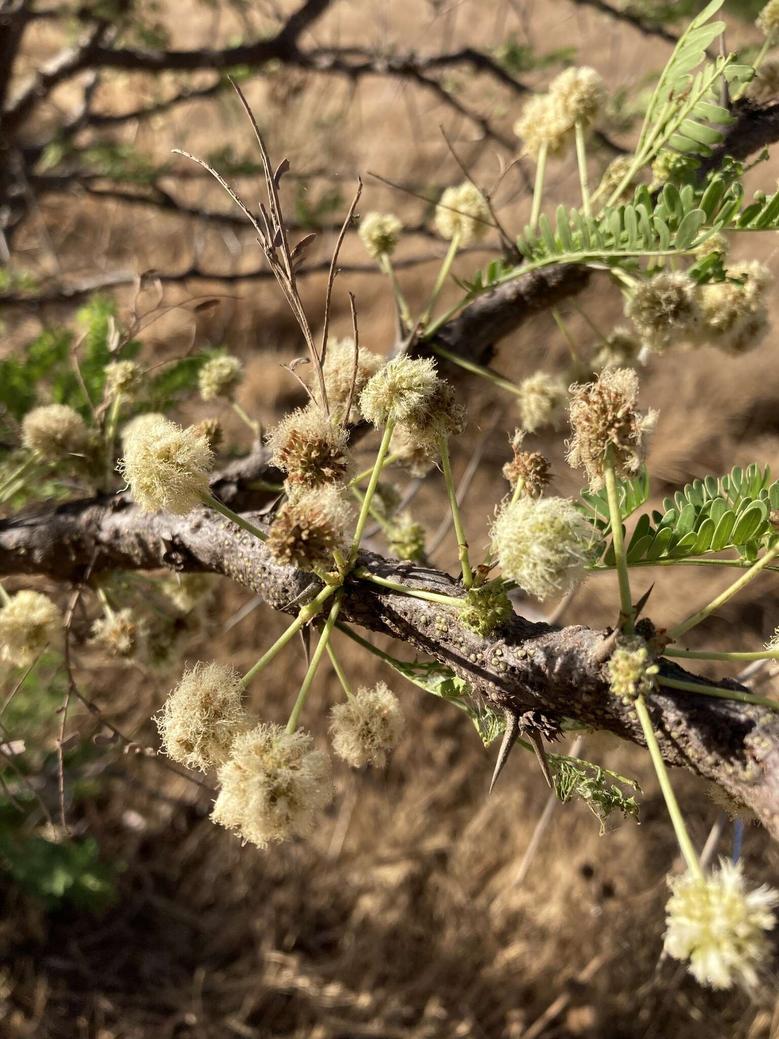 Imagem de Vachellia robusta (Burch.) Kyal. & Boatwr.