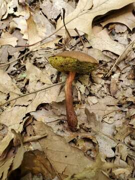 Image of Boletus pseudochrysenteron Herp. 1912