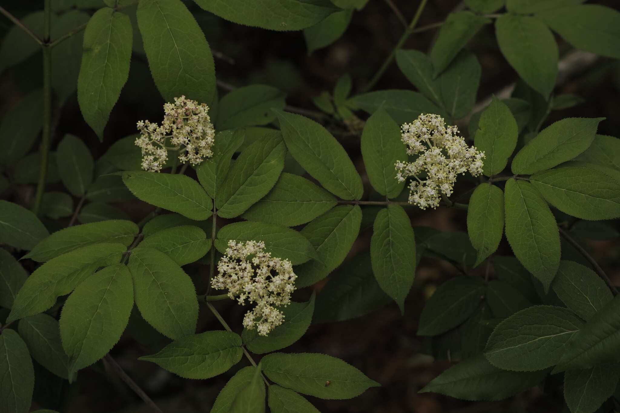 Image of Red-berried Elder