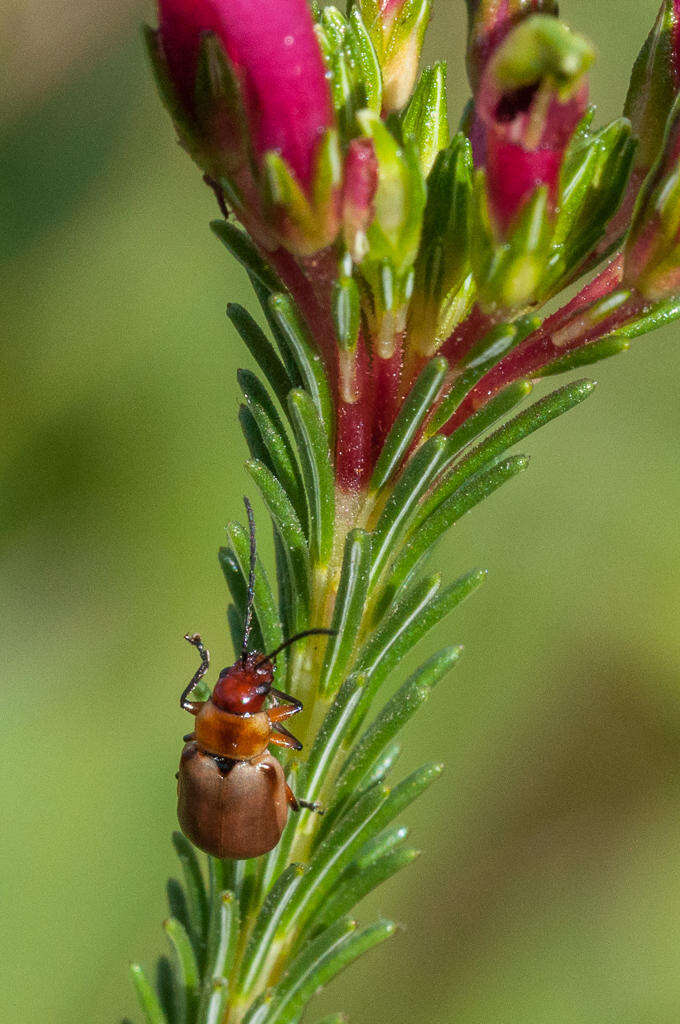 صورة <i>Erica <i>fascicularis</i></i> subsp. fascicularis