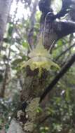 Imagem de Aeranthes ramosa Rolfe