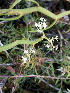 Imagem de Platysace compressa (Labill.) C. Norman