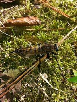 Image of Red-footed Cannibalfly