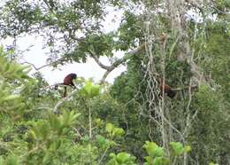 Image of Guianan Red Howler Monkey