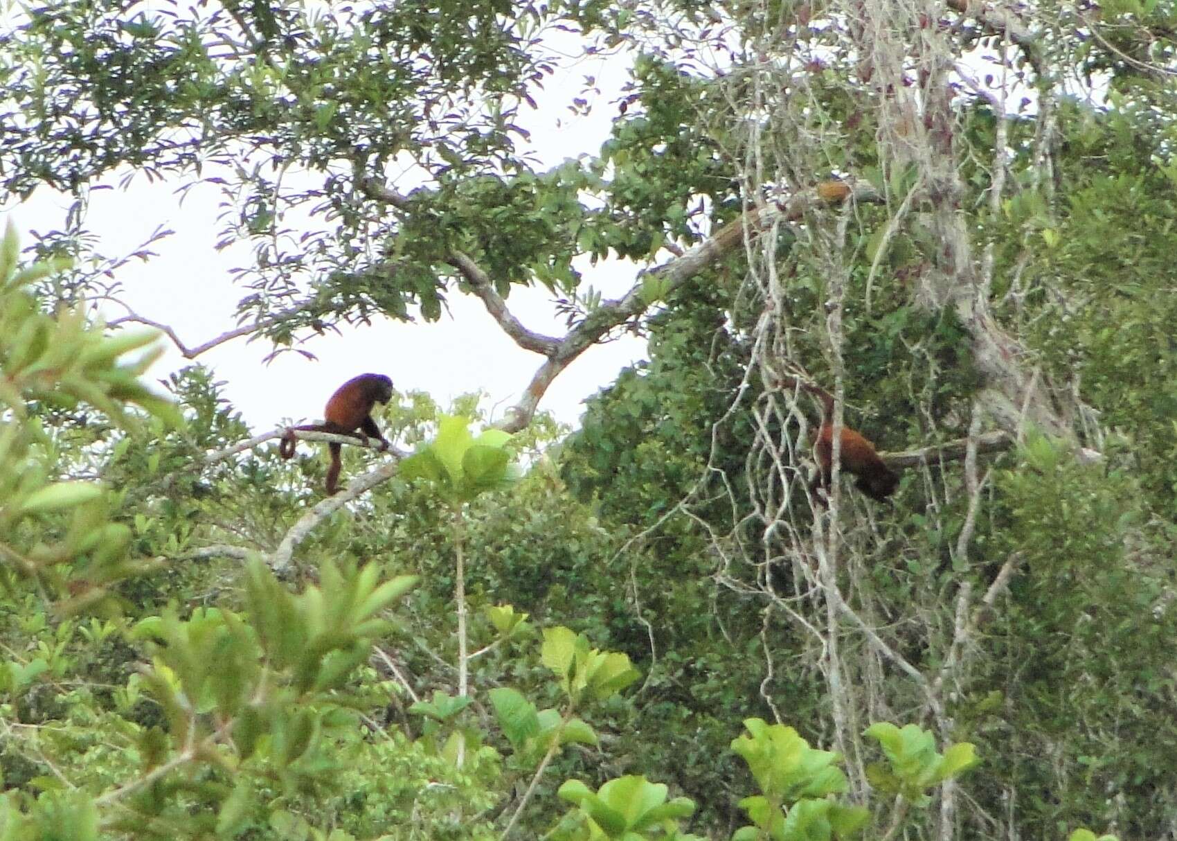 Image of Guianan Red Howler Monkey