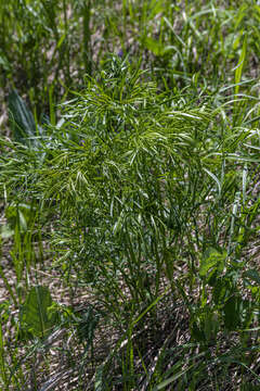 Слика од Peucedanum morisonii Besser