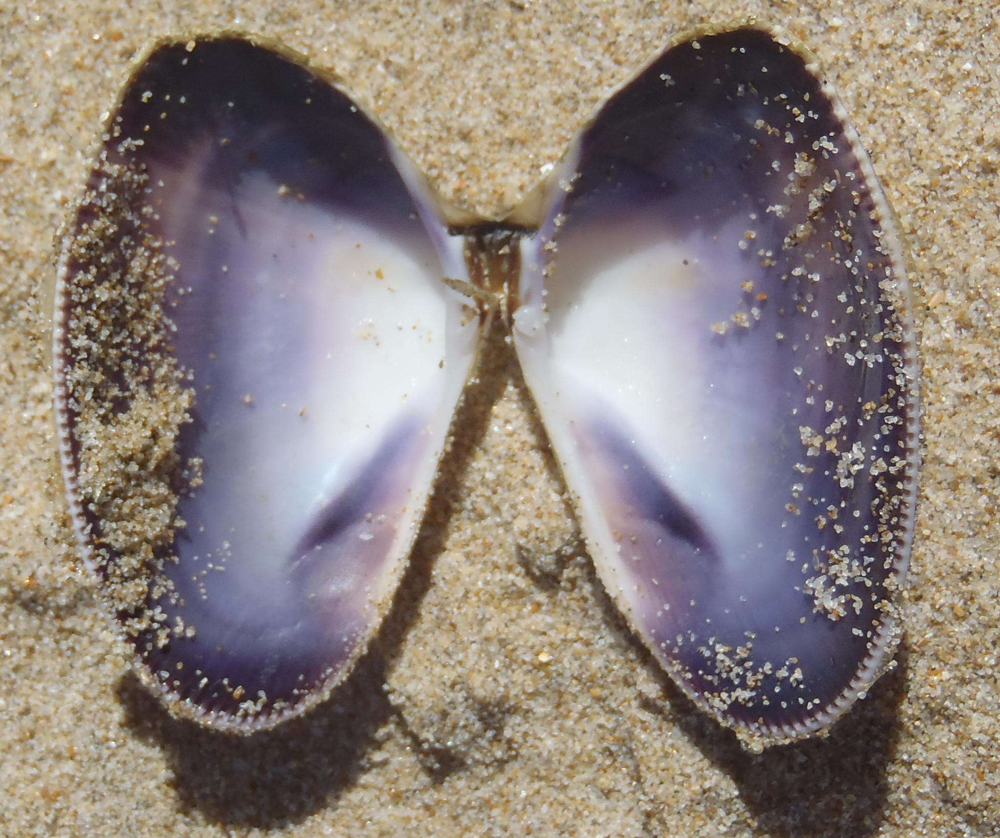 Image of giant South African wedge clam