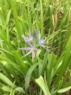 Imagem de Camassia leichtlinii subsp. suksdorfii (Greenm.) Gould