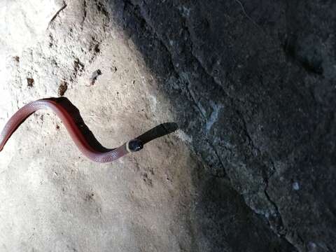 Image of Big Bend Black-headed Snake