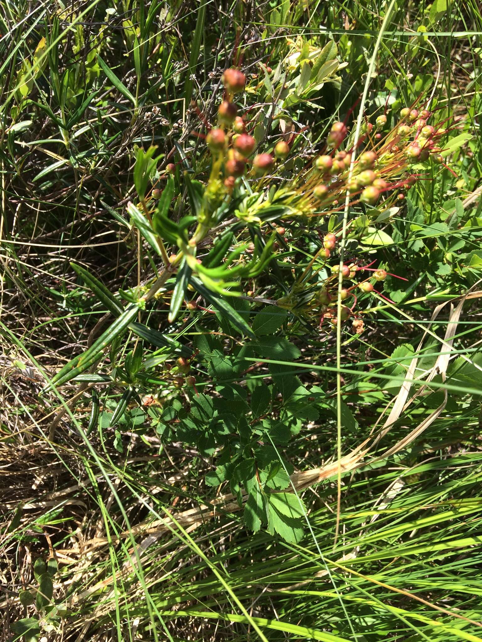 Image of bog laurel