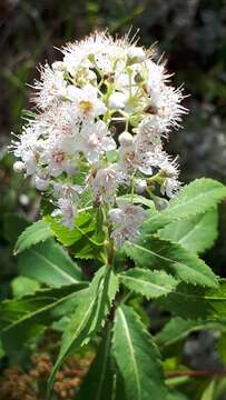 Image of Spiraea alba var. alba