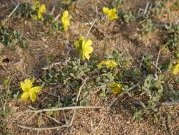 Helianthemum canariense (Jacq.) Pers.的圖片