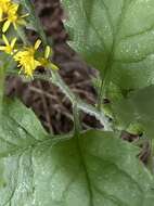 Plancia ëd Solidago albopilosa L. Braun