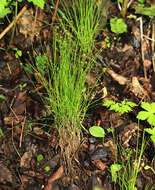 Image of Carex onoei Franch. & Sav.