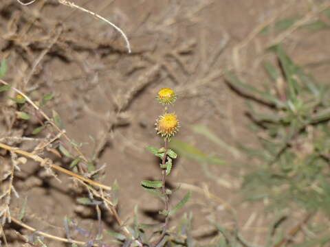 Grindelia squarrosa (Pursh) Dunal resmi