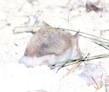 Image of Steppe Hedgehogs