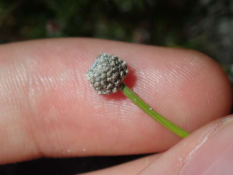 Image of rough pipewort