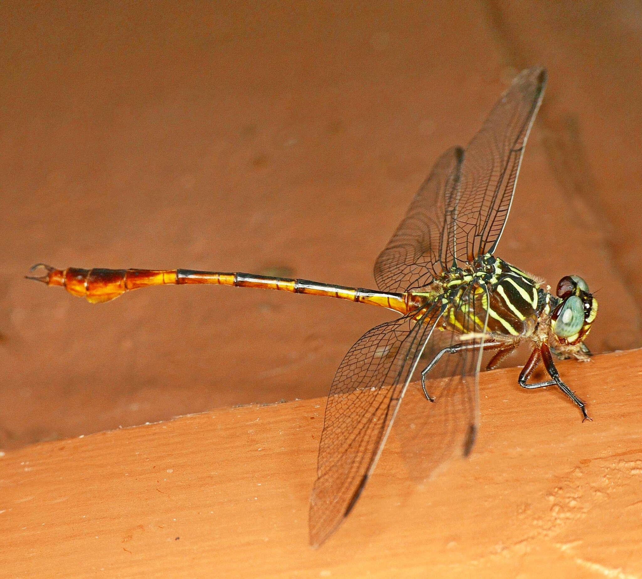 Image of Narrow-striped Forceptail