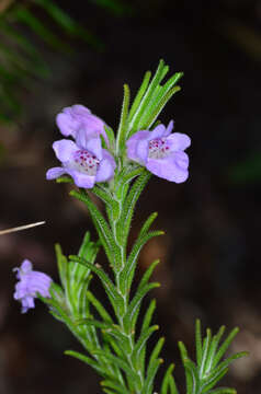 Image of Chloanthes