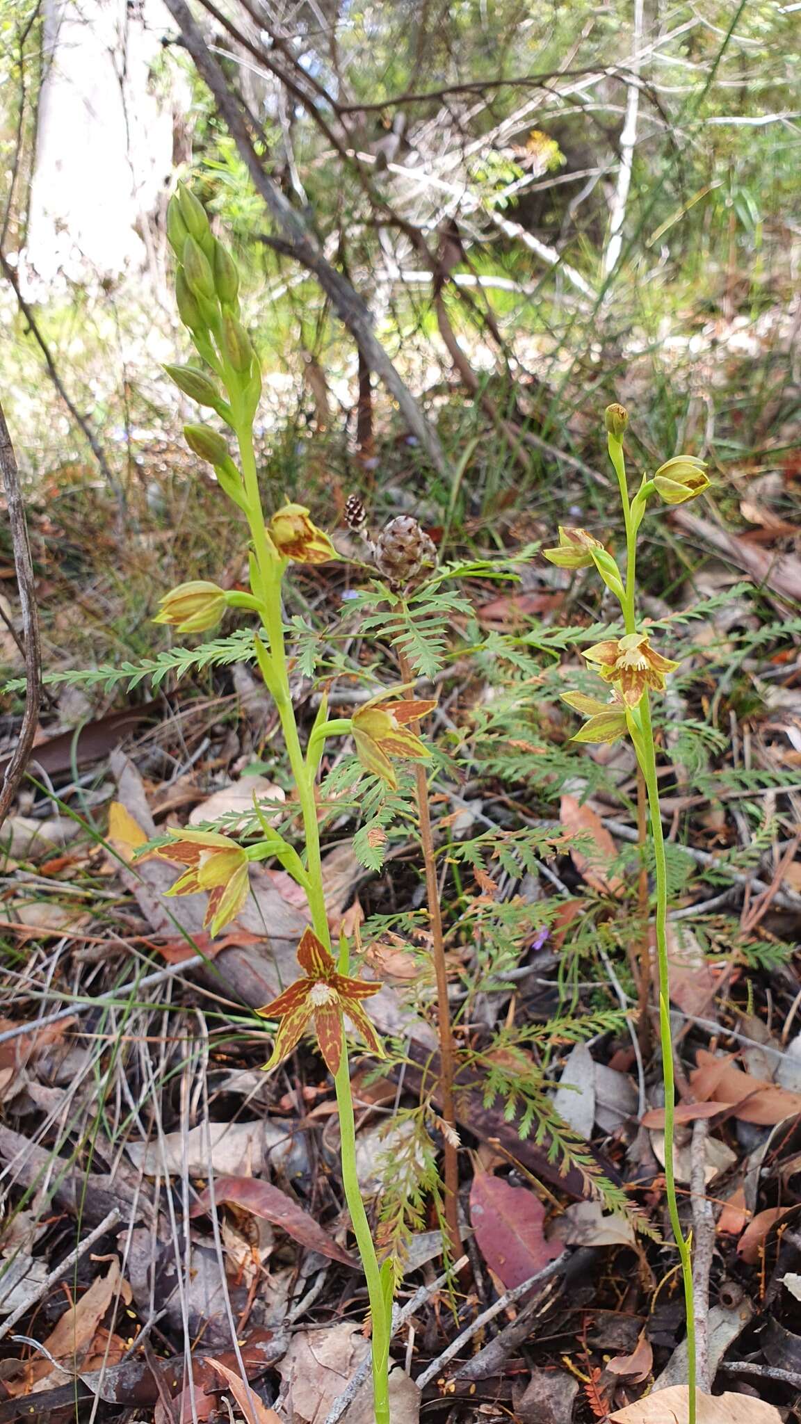 صورة Thelymitra fuscolutea R. Br.