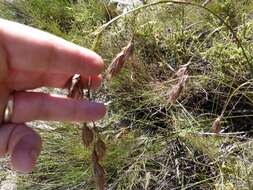 Tetraria bromoides (Lam.) H. Pfeiff. resmi