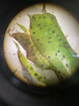 Image of Blue gum psyllid