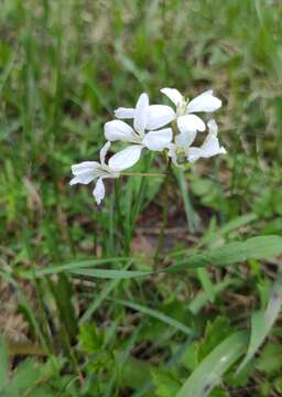 Imagem de Cardamine trifida (Lam. ex Poir.) B. M. G. Jones