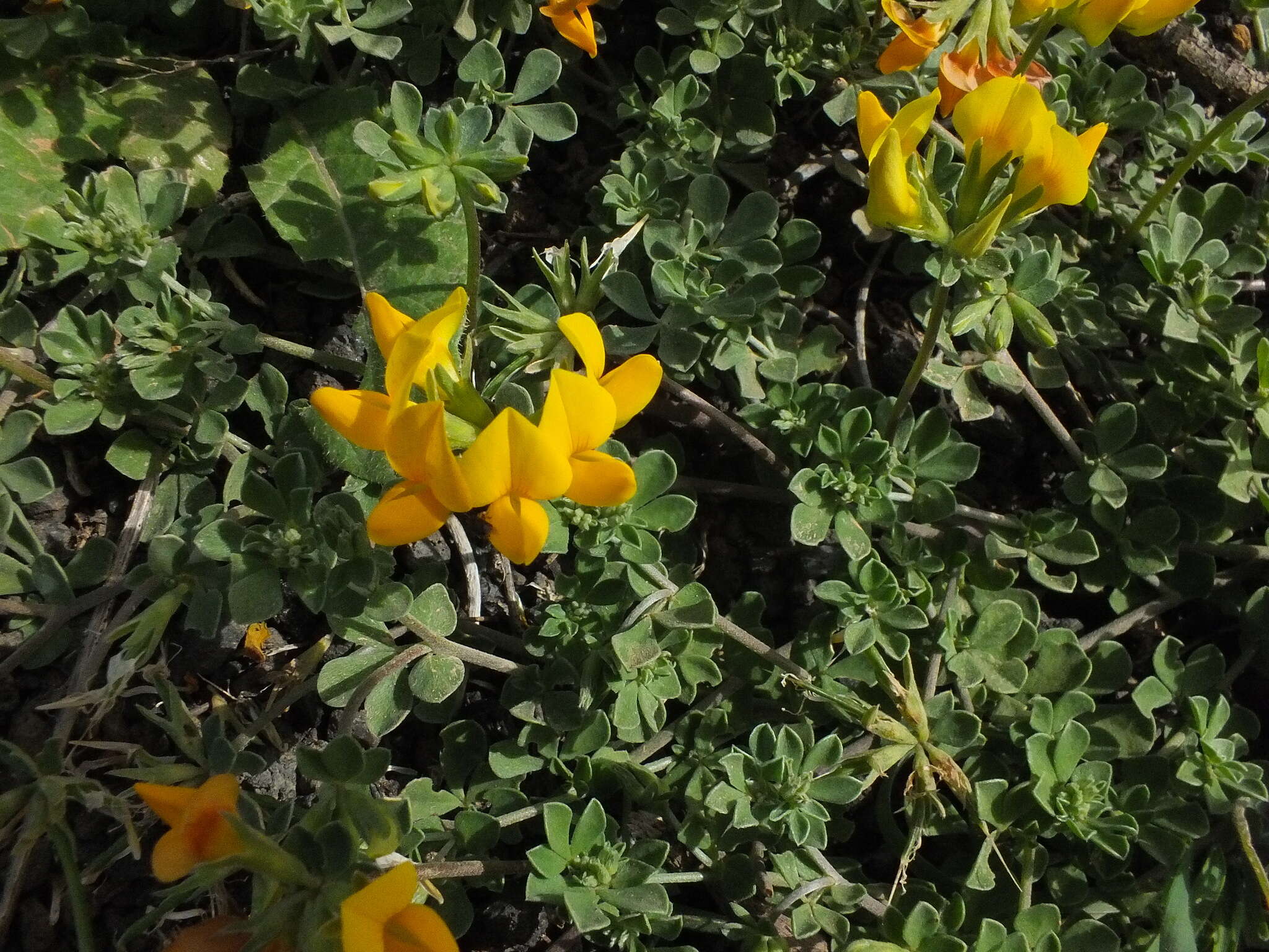 Image de Lotus lancerottensis Webb & Berthel.