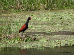 Image of Jacana jacana jacana (Linnaeus 1766)