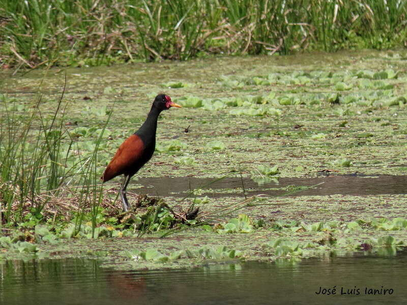 Sivun Jacana jacana jacana (Linnaeus 1766) kuva