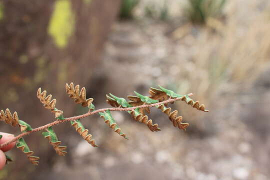 Image of hybrid cloakfern