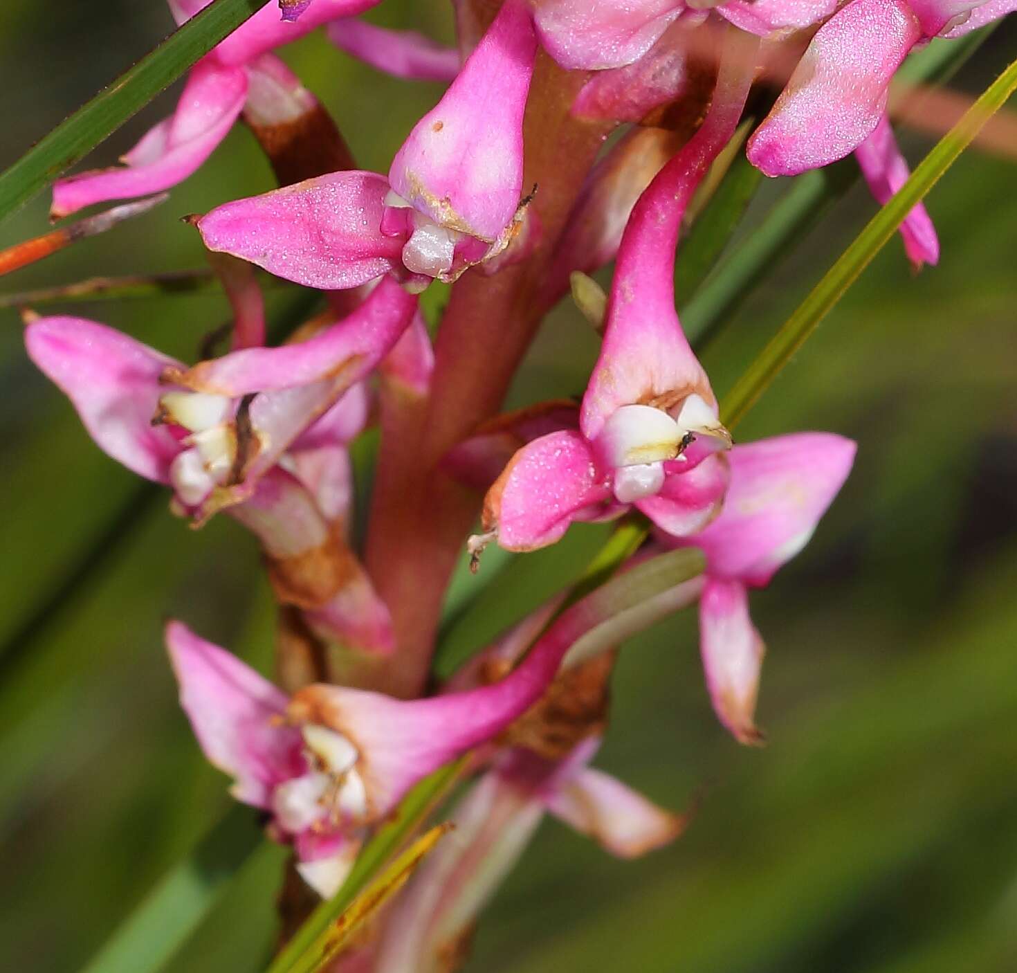 Image de Disa rhodantha Schltr.