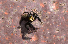 Image of Euophrys herbigrada (Simon 1871)