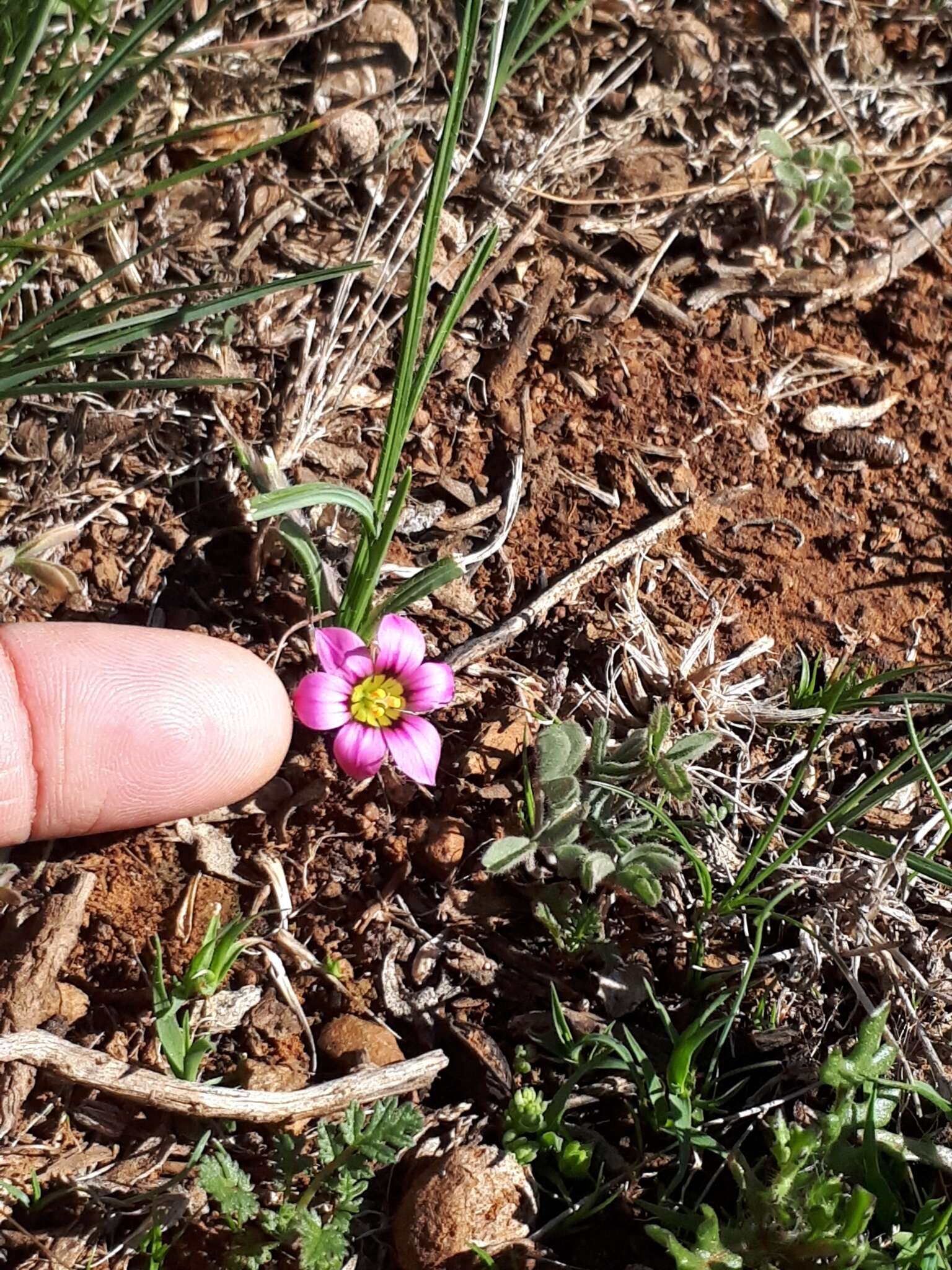 Image of Romulea tetragona M. P. de Vos