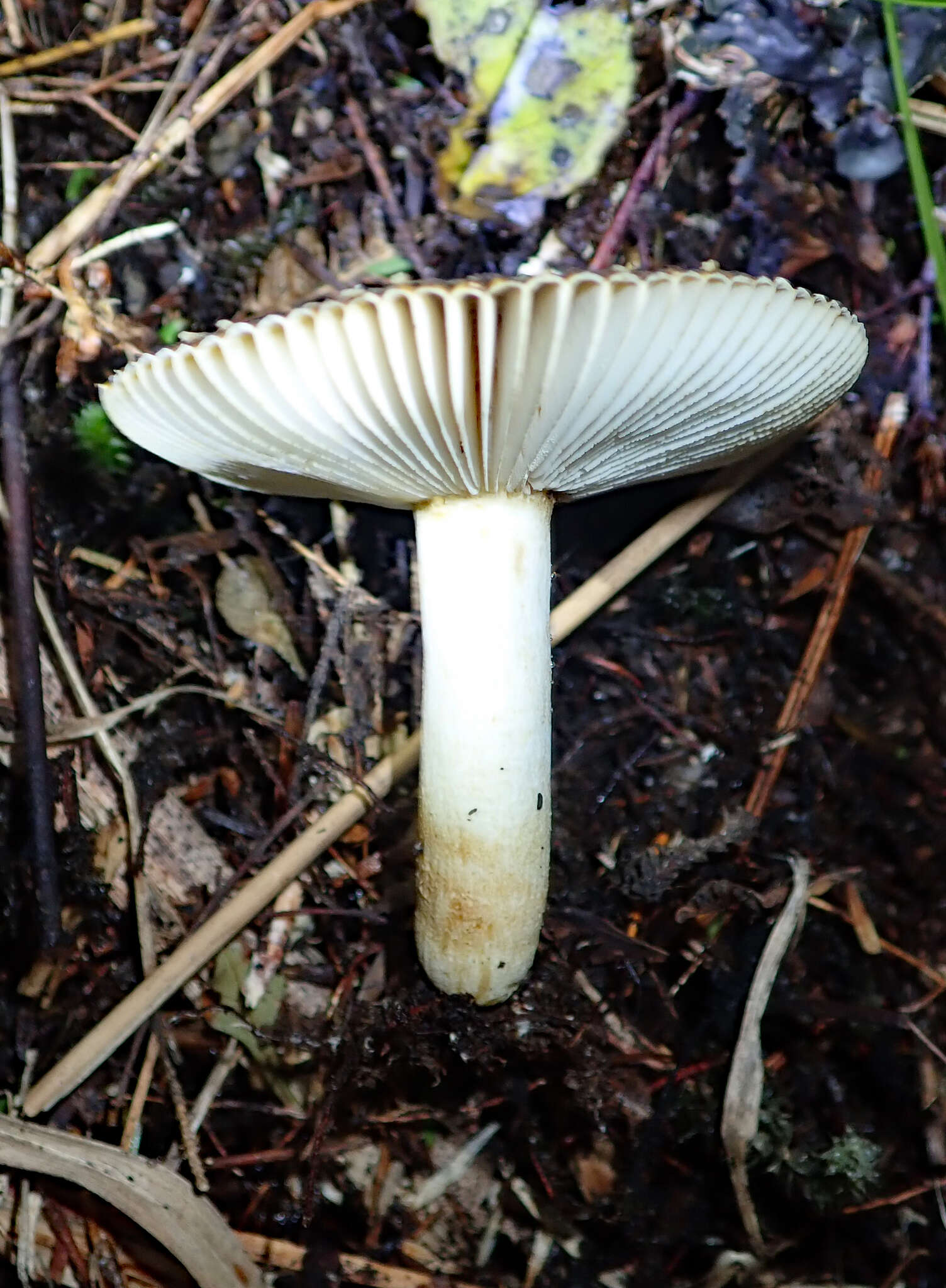 Image of Russula acrolamellata McNabb 1973