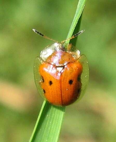 Imagem de Charidotella (Charidotella) sexpunctata (Fabricius 1781)