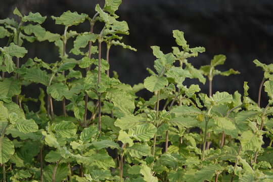 Image of Achyranthes aspera var. indica L.