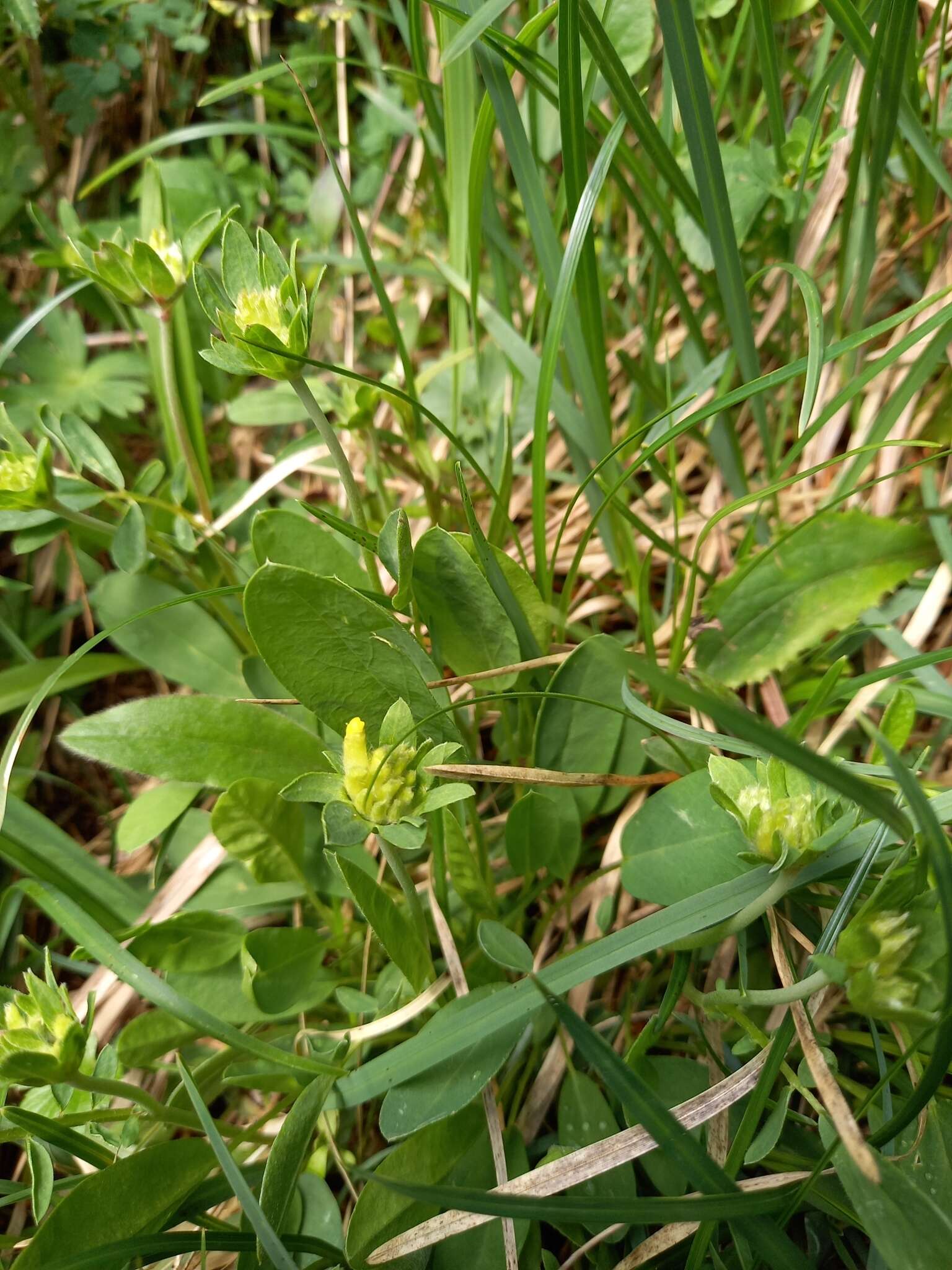 Plancia ëd Anthyllis vulneraria subsp. alpestris (Hegetschw.) Asch. & Graebn.