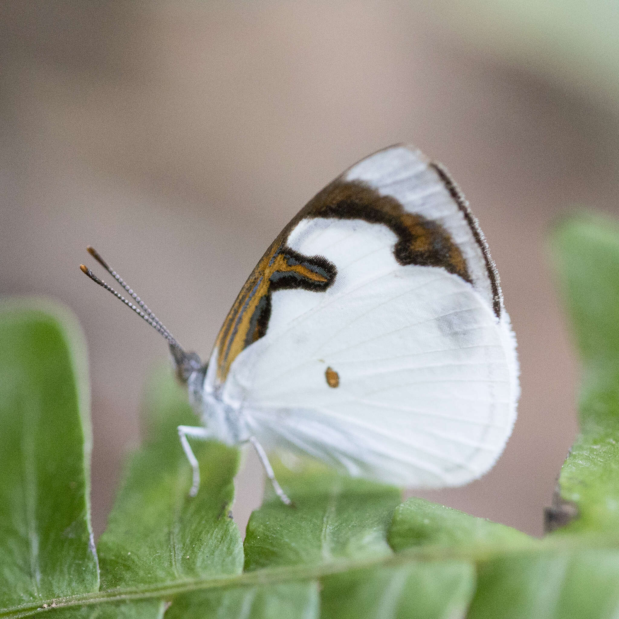 Plancia ëd Dynamine myrrhina Doubleday (1849)