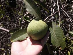 Passiflora costata Mast. resmi