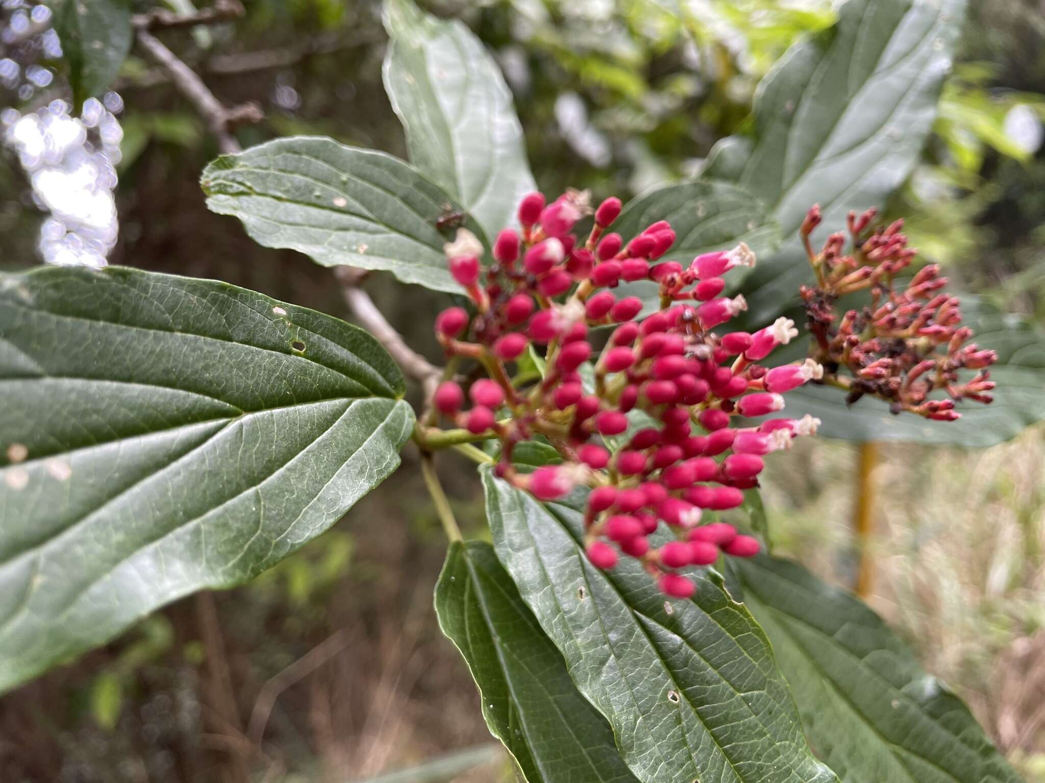 Image de Viburnum urceolatum Sieb. & Zucc.