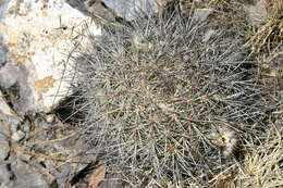 Echinocereus adustus subsp. schwarzii (A. B. Lau) N. P. Taylor的圖片