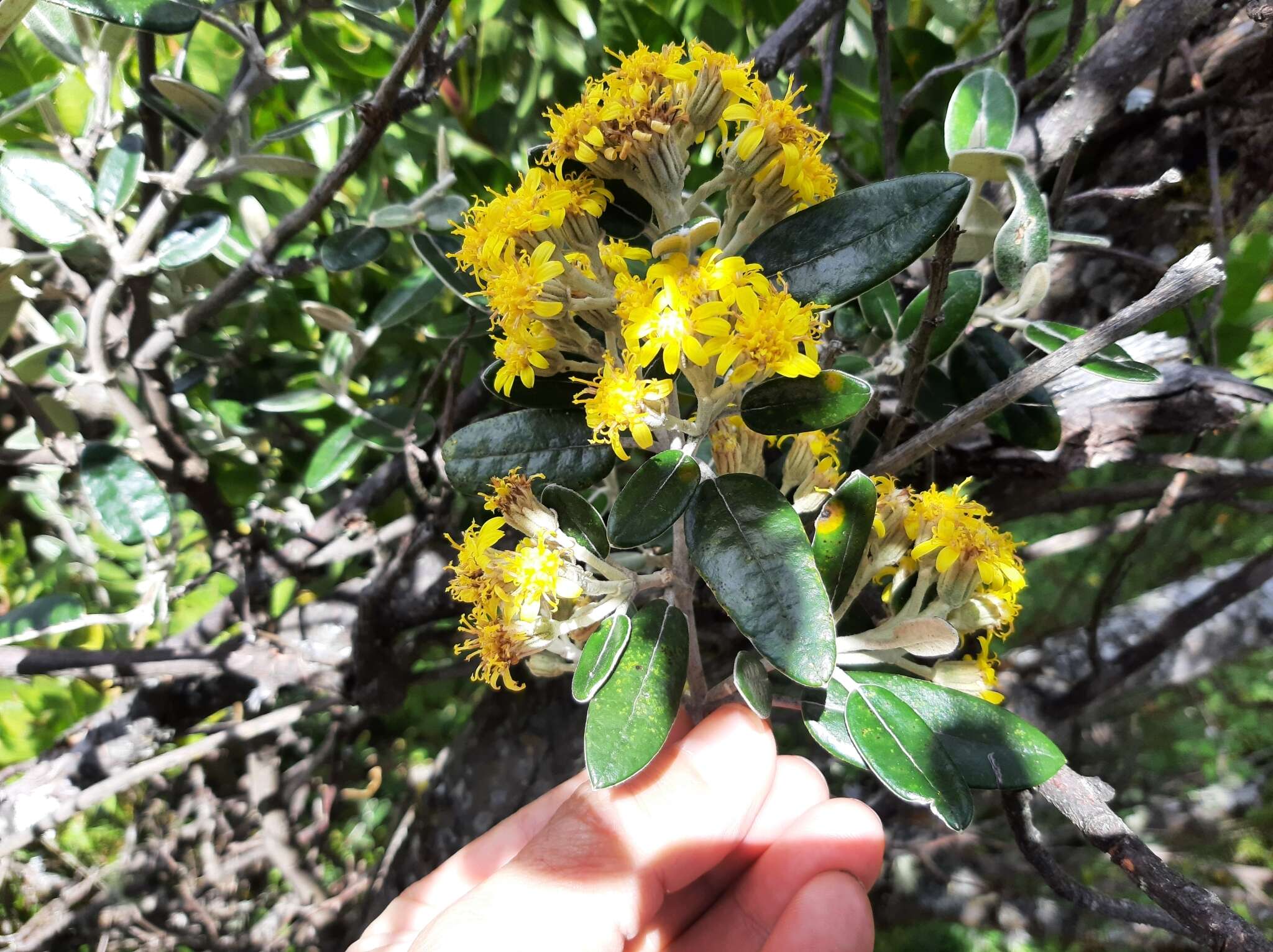 Image of Gynoxys buxifolia (Kunth) Cass.