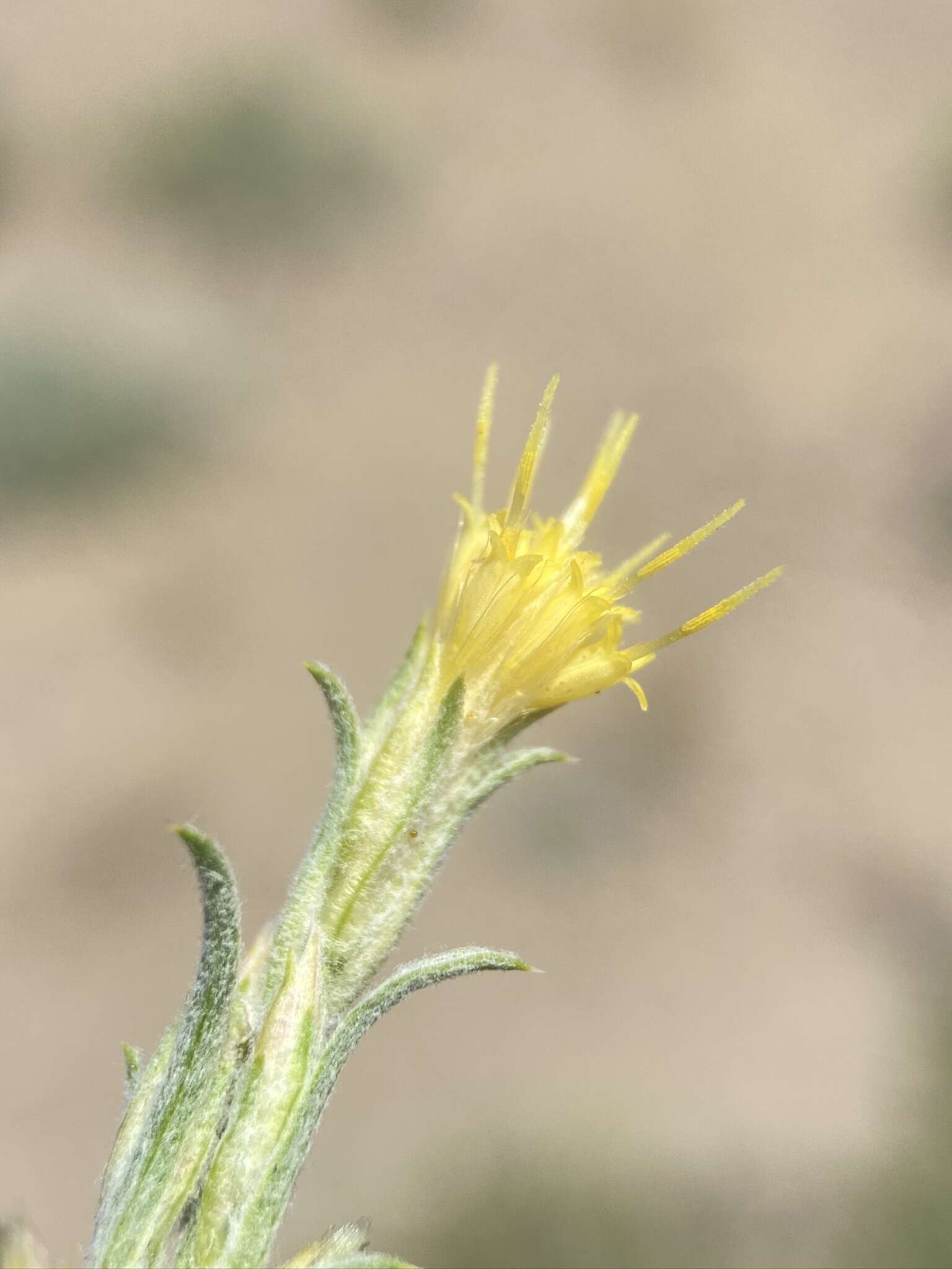 Слика од Ericameria parryi var. vulcanica (Greene) G. L. Nesom & G. I. Baird