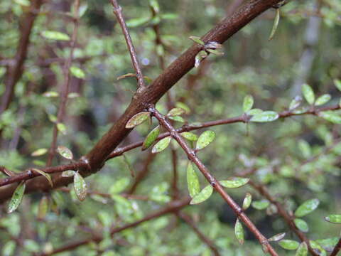 Image of Coprosma obconica Kirk