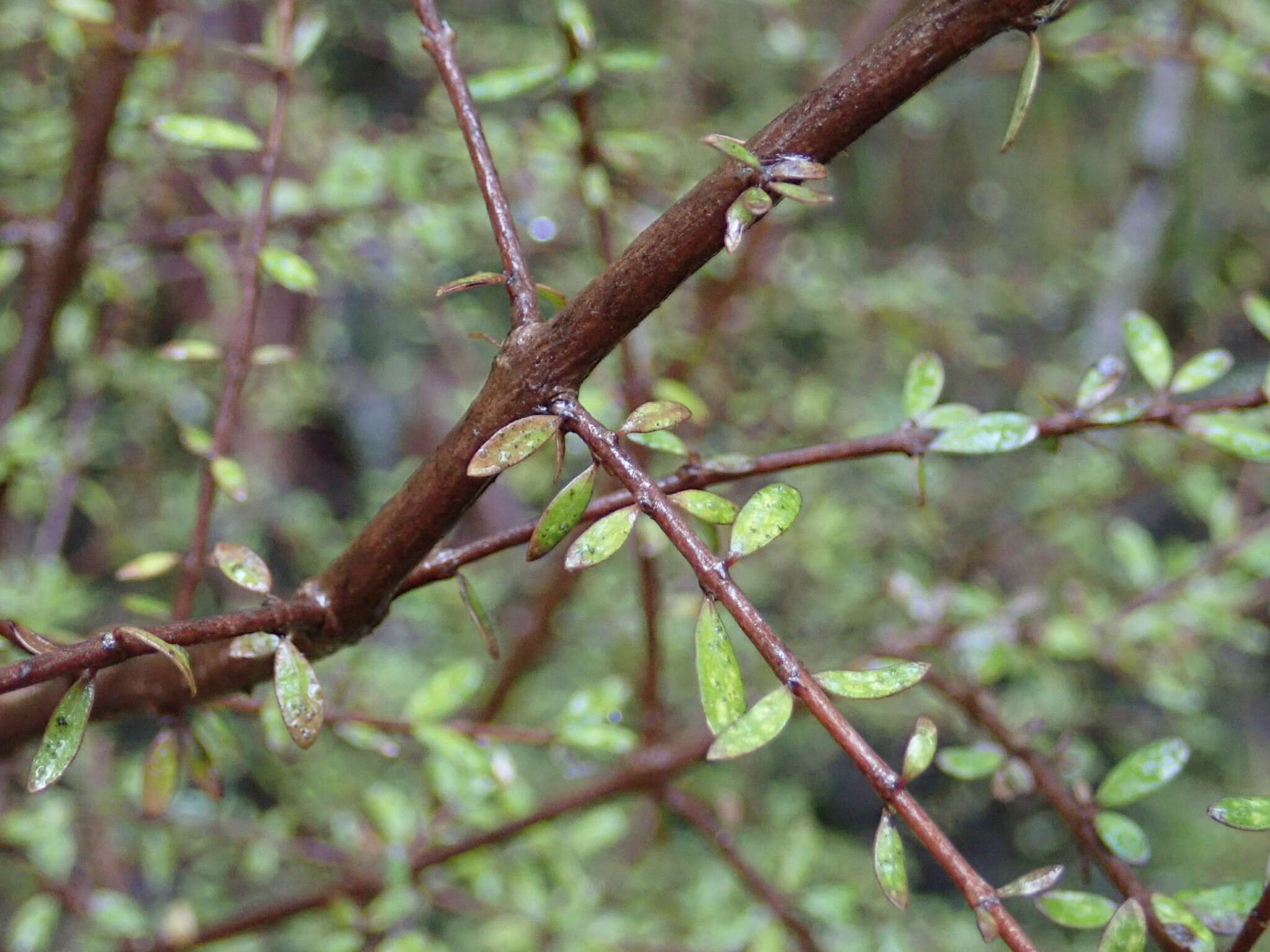 Image of Coprosma obconica Kirk